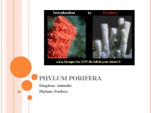 PHYLUM PORIFERA Kingdom Animalia Phylum Porifera PHYLUM PORIFERA