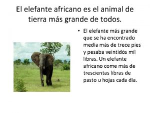 El elefante africano es el animal de tierra