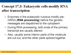 Concept 17 3 Eukaryotic cells modify RNA after