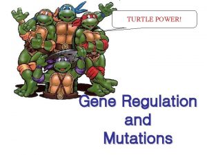TURTLE POWER Gene Regulation and Mutations All cells