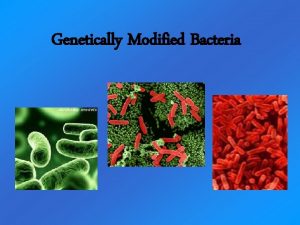 Genetically Modified Bacteria What are GMOs Genetically Modified