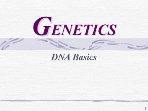 GENETICS DNA Basics 1 DNA The Molecule of