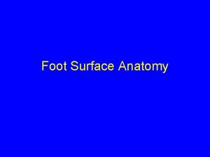 Foot Surface Anatomy Bony Palpation Medial Aspect Medial