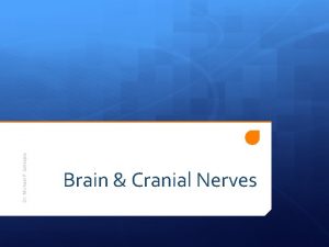 Dr Michael P Gillespie Brain Cranial Nerves Major