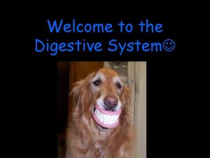 Welcome to the Digestive System Digestive System Digestion