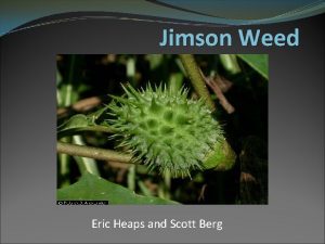 Jimson Weed Eric Heaps and Scott Berg Nomenclature