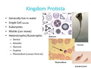 Kingdom Protista Generally live in water Single Cell