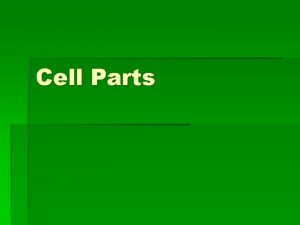 Cell Parts Cell wall Provides shape and support