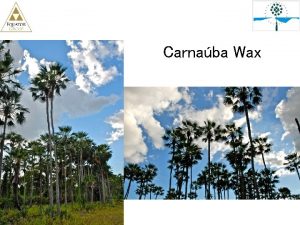 Carnaba Wax Technical Data Carnaba wax is also
