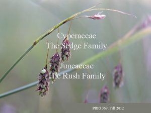 Cyperaceae The Sedge Family Juncaceae The Rush Family