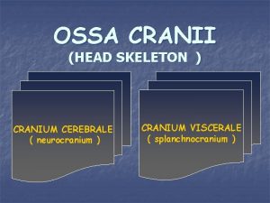 OSSA CRANII HEAD SKELETON CRANIUM CEREBRALE neurocranium CRANIUM