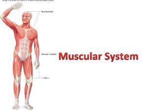Muscular System Muscular System Muscles use chemical energy