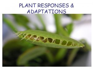 PLANT RESPONSES ADAPTATIONS PLANT GROWTH DEVELOPMENT 1 3
