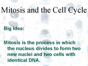Mitosis and the Cell Cycle Big Idea Mitosis