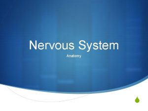 Nervous System Anatomy S Divisions of Nervous System