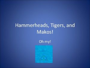 Hammerheads Tigers and Makos Oh my Basking Shark