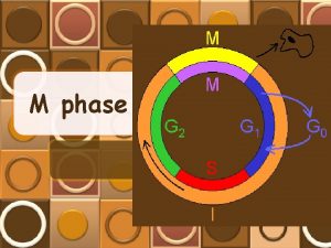 M phase DNA at different phases histone nucleosome