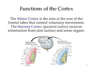 Functions of the Cortex The Motor Cortex is