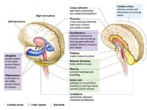 Our Divided Brain Corpus Callosum Corpus callosum largest