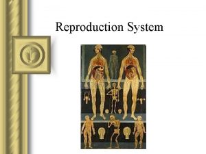 Reproduction System Ovaries l Composed of ovarian follicles