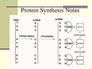 Protein Synthesis Notes Genetic information genes coded in