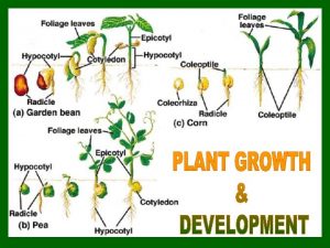 Primary growthelongation of plants along their axis apical