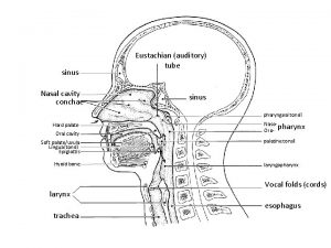 sinus Nasal cavity conchae Eustachian auditory tube sinus