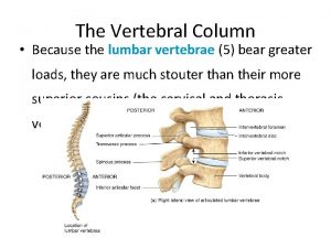 The Vertebral Column Because the lumbar vertebrae 5