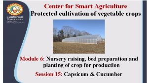 Center for Smart Agriculture Protected cultivation of vegetable