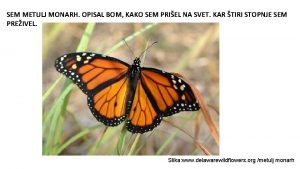 SEM METULJ MONARH OPISAL BOM KAKO SEM PRIEL