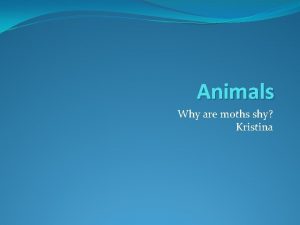 Animals Why are moths shy Kristina Moths split