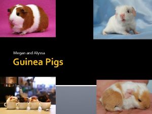 Megan and Alyssa Guinea Pigs History of the