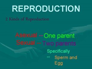 REPRODUCTION 2 Kinds of Reproduction Asexual One parent