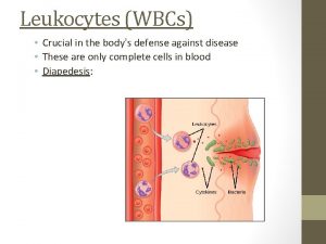 Leukocytes WBCs Crucial in the bodys defense against