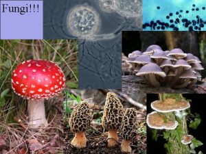 Fungi 1 Who are fungis closest relatives on