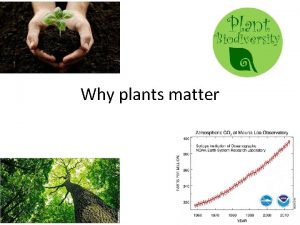 Why plants matter Brainstorm Why are plants important