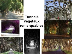 Tunnels vgtaux remarquables Tunnel des cerisiers en fleurs