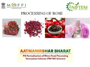 PROCESSING OF ROSE Rose is a woody perennial