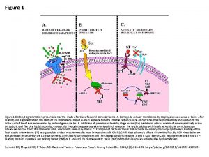 Figure 1 nbsp Diagrammatic representation of the mode