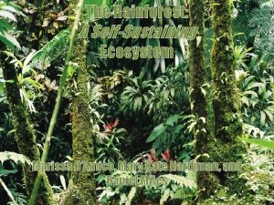 The Rainforest A SelfSustaining Ecosystem Marissa DAmico Mary