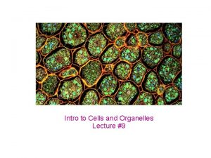 Intro to Cells and Organelles Lecture 9 Cells