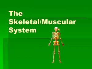 The SkeletalMuscular System 5 Main Functions Gives shape