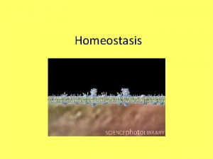 Homeostasis HomeoWhat Homeo Same Stasis State Homeostasis Maintaining