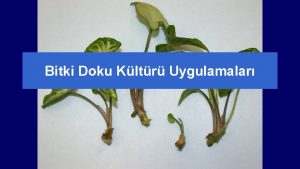 Bitki Doku Kltr Uygulamalar stn genotiplerin gelitirilmesi Germplasm