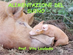 ALIMENTAZIONE DEL SUINO Prof Vito Laudadio Utilizzazione dei