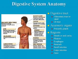 Digestive System Anatomy n Digestive tract n n