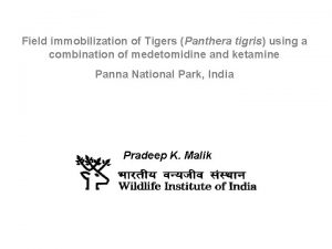 Field immobilization of Tigers Panthera tigris using a