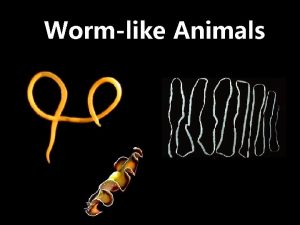 Wormlike Animals Characteristics Invertebrates Cephalization Sense organs and