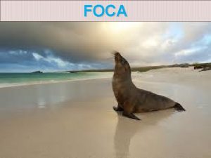 FOCA La foca pertenece a la familia de
