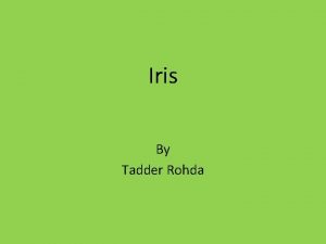 Iris By Tadder Rohda Iris Iris bloom in